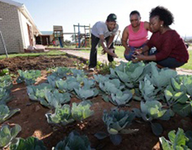 Klein Karoo Farming Project